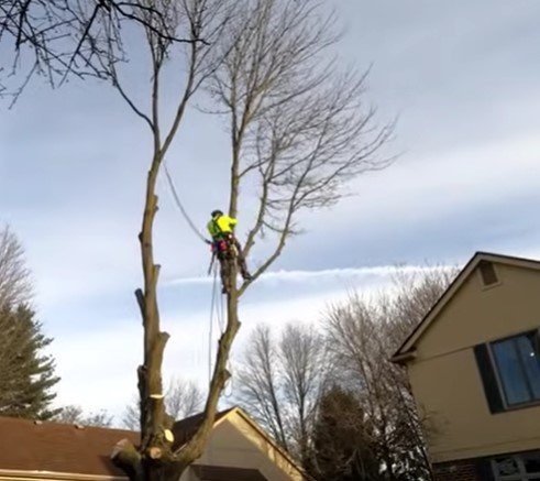 about twin ports tree service about twin ports tree service