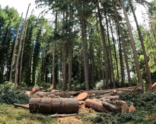 expert tree removal in duluth mn expert tree removal in duluth mn