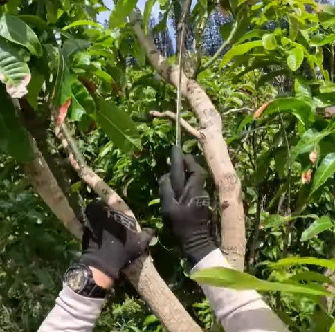 professional arborist tree pruning in duluth mn professional arborist tree pruning in duluth mn