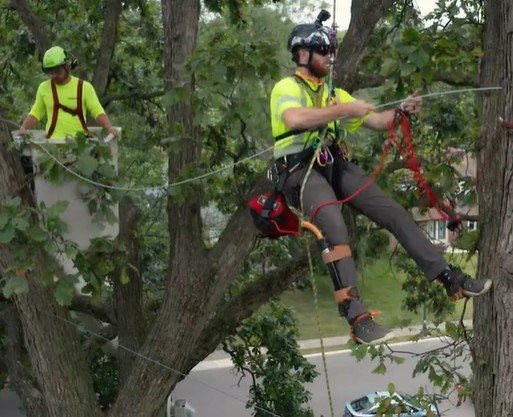 professional tree cabling & bracing in duluth mn professional tree cabling & bracing in duluth mn