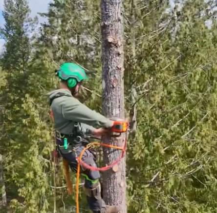 professional tree services in duluth mn professional tree services in duluth mn