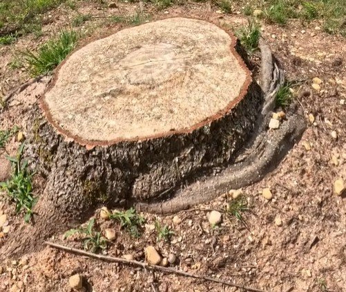 stump grinding near me in duluth stump grinding near me in duluth