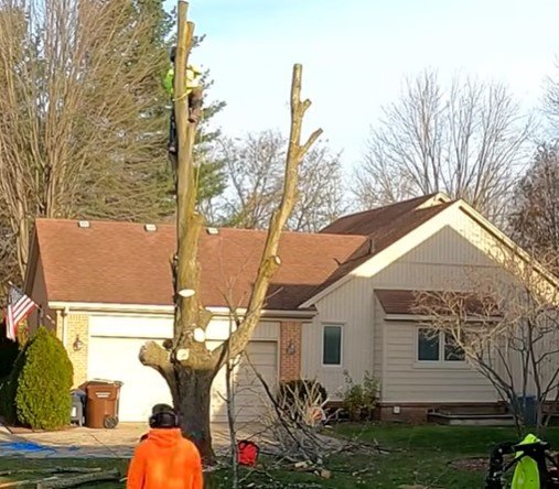 tree removal tree removal