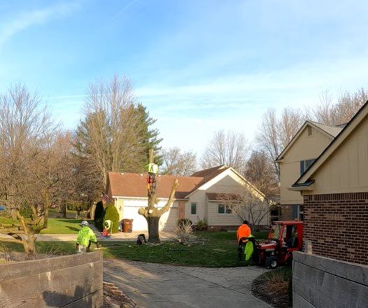 tree service in duluth mn tree service in duluth mn