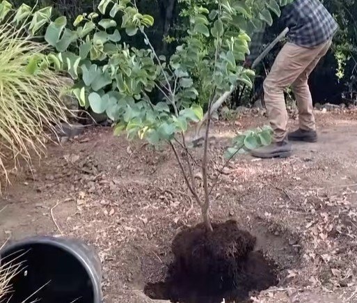 tree planting services in Duluth MN tree planting services in Duluth MN
