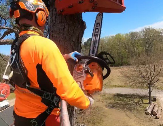 tree removal in cloquet mn tree removal in cloquet mn