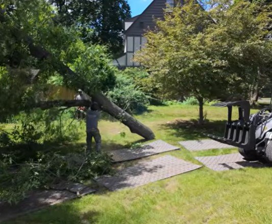 tree removal in superior wi tree removal in superior wi