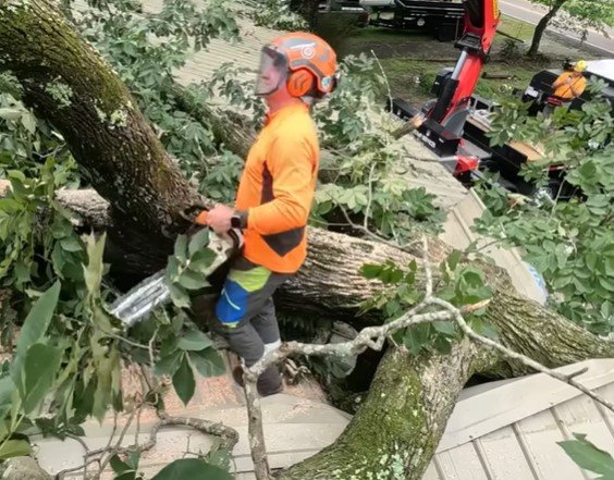 tree removal proctor mn tree removal proctor mn