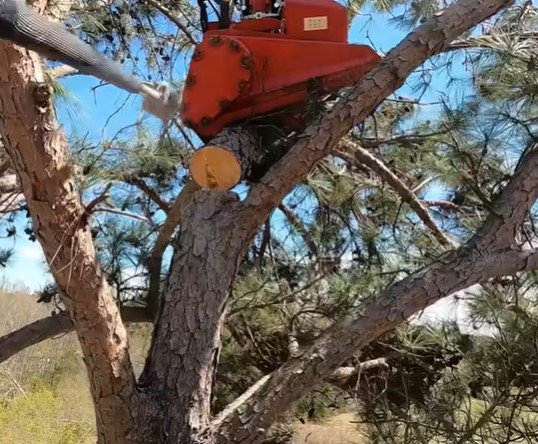 tree service cloquet mn tree service cloquet mn