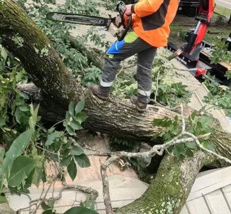 tree service in proctor mn tree service in proctor mn