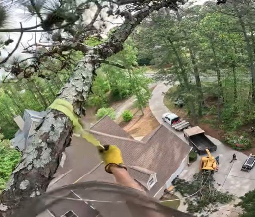 tree service near me in cloquet mn tree service near me in cloquet mn