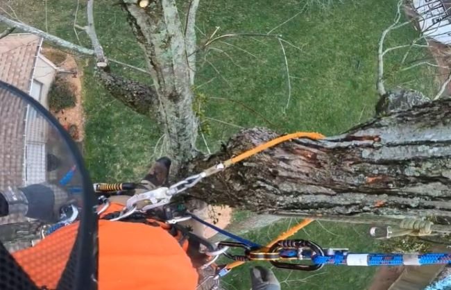 7 Signs You Need Tree Removal in Duluth, MN