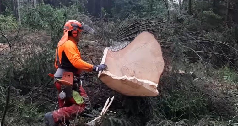 Tree Trimming vs Tree Removal