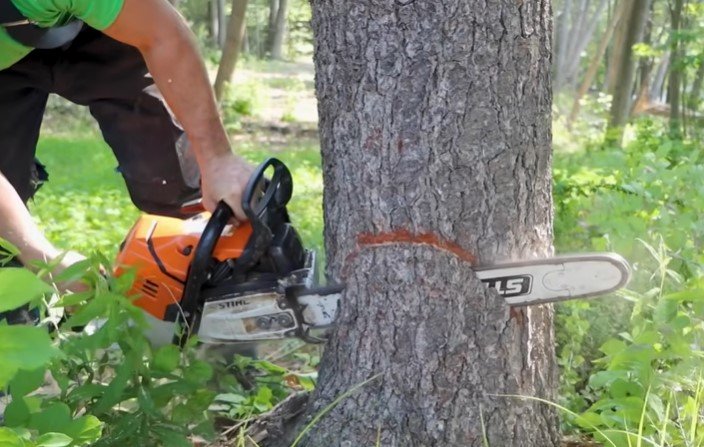 tree removal cost in duluth mn