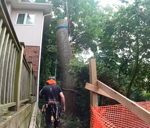 tree removal in rice lake mn tree removal in rice lake mn