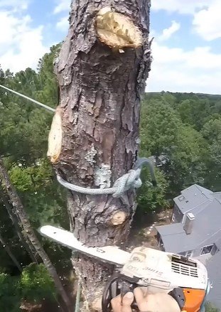 tree removal near me  in superior wi