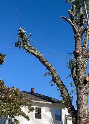 tree service in hermantown mn 55811, 55810