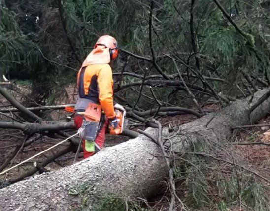 tree service rice lake mn 55803 tree service rice lake mn 55803